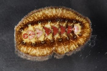 Media type: image;   Malacology 384364